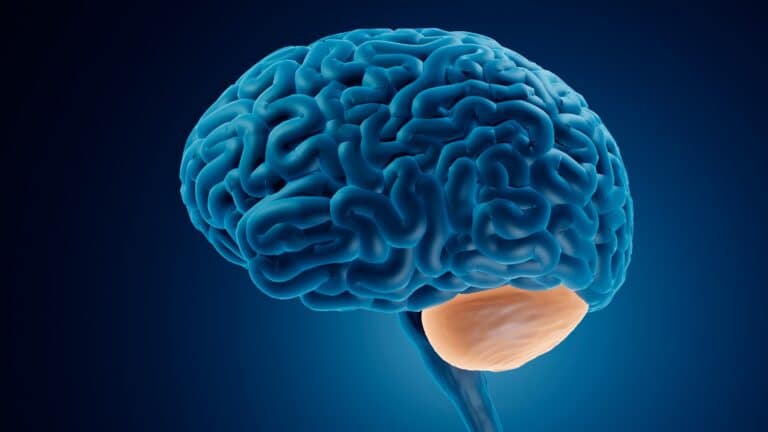 New research links brain region to linguistic ability